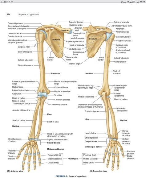 Limb Anatomy, Upper Limb Anatomy, Human Skeleton Anatomy, Anatomy Bones, Human Body Organs, Medical Binder, Physical Therapy Assistant, Medical School Life, Basic Anatomy And Physiology