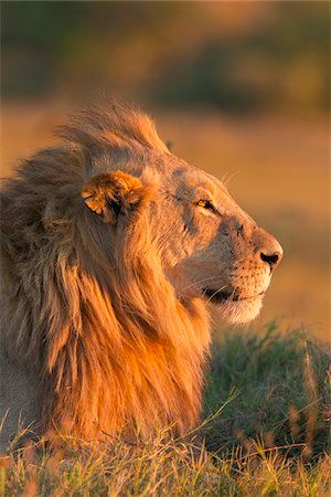 Lion Head Side View, Lion Side View, Lion Profile, Looking Into The Distance, Lion Ears, Profile Portrait, Side Portrait, Panthera Leo, Lion Photography