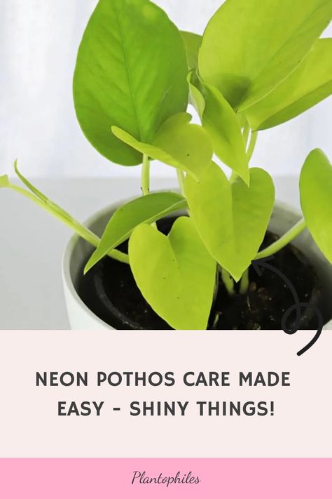 Vibrant green Neon Pothos plant in a white pot against a white background with the text "Neon Pothos Care Made Easy - Shiny Things!" at the bottom. Satin Pothos Care, Neon Pothos Care, Jade Satin Pothos, Pothos Care, Satin Pothos, Pothos Plants, Neon Pothos, Epipremnum Aureum, Soil Ph