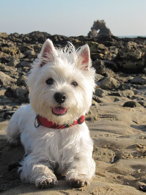 Westies, Westies, Westies! — (via dollydogsblog) Pretty Puppy, Westie Puppies, Highland Terrier, Highlands Terrier, 강아지 그림, Bear Bear, Westie Dogs, Sweet Boy, Airedale Terrier