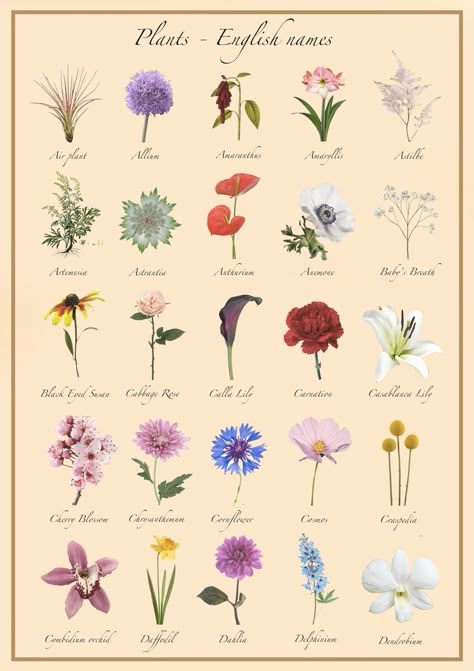 Different Types Of Wildflowers, Flowers With Names Drawing, Flower Drawings With Names, All Types Of Flowers Drawing, Flower Types Chart, Types Of Wildflowers, Pretty Flower Names, Flowers Name, Different Kinds Of Flowers