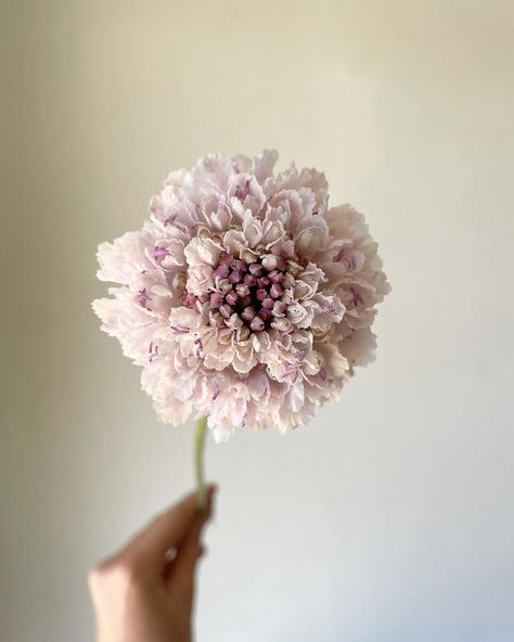 June lovelies, just around the corner. ☁️ The Central Valley is HOT in June, which means all of our summer flowers explode once we get a bit of heat. Echinacea, lavatera, scoop scabiosa, and solidago are about to make their debut at our field 🤍 Shop by the bunch via @sjflowercollective or order a summer arrangement at the link in my bio 🫶🏼 #farmerflorist #sjflowercollective #lavatera #scoopscabiosa #farmerbaileyplugs #centralvalleyflowers #fresnoflorist #clovisflorist #sloflorist #sustaina... Scoop Scabiosa, Wedding Moodboard, Valley Flowers, Central Valley, Wedding Mood Board, Summer Flowers, Around The Corner, Florist, Farmer