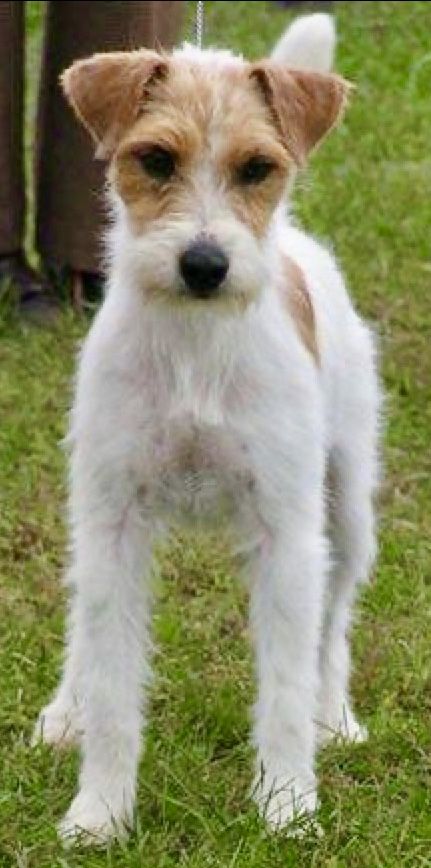 Parsons Terrier, John Russell, Dog Anatomy, Parson Russell Terrier, Jack Russell Dogs, Jack Russells, Fox Terriers, Awesome Animals, Jack Russel