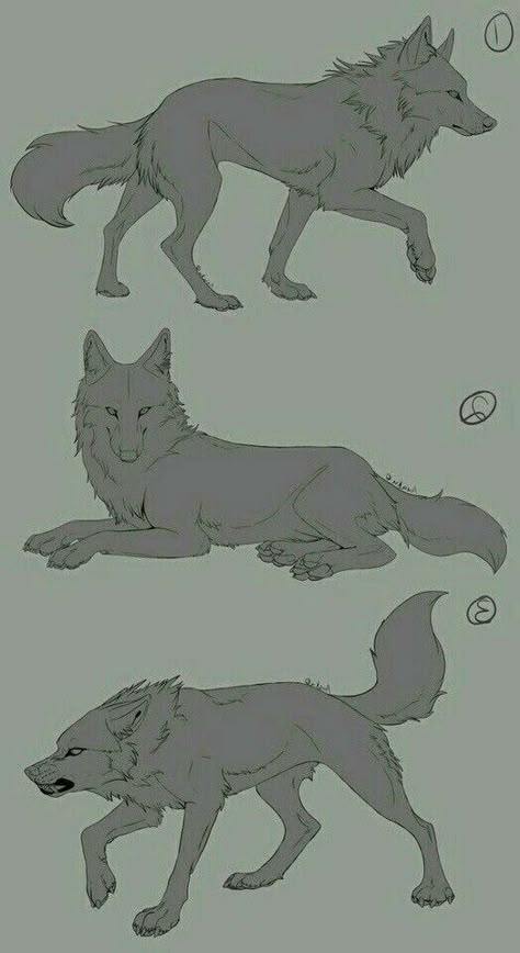 How To Draw Things, Wolf Poses, Wolf Sketch, Canine Drawing, 강아지 그림, Anatomy Sketches, Wolf Drawing, Canine Art, Anime Wolf