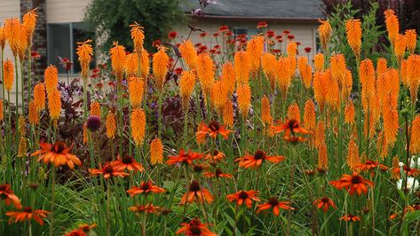 Monrovia mango popsicle poker (dwarf) reaches 18 in. tall, 12 to 18 in. wide; blooms reach 30". Kniphofia. Zone: 5 - 10 with (Echinacea) Sundown Big Sky™ Series Coneflower Zone: 4 – 9 Mango Popsicles, White Flower Farm, Perennial Border, Terra Nova, Have Inspiration, Plant Combinations, Gardening Supplies, Flowers Garden, Colorful Garden