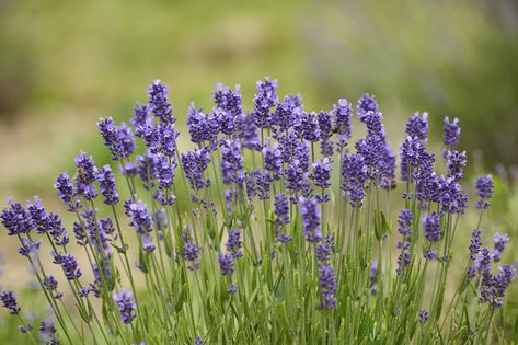 Cold hardy lavender might need a little more TLC if you don’t have a reliable snow pack, but there are still lavender plants for zone 4 growers available. Click here to find out about lavender varieties for cold climates and information about growing lavender in zone 4. Munstead Lavender, Lavender Varieties, Lavender Seeds, Growing Lavender, Herb Gardening, Blue Plants, Lavender Garden, English Lavender, Perennial Herbs