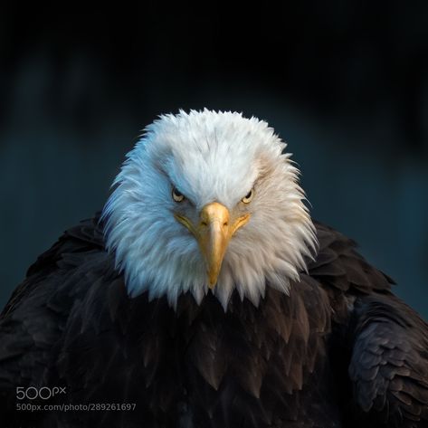 #Animal #wildlife #Wildlifephotography #cute #love #pet #safari #different #love #peace #animallover Angry Eagle, Old Neon Signs, Photo Realism, Angry Eyes, Animal Wildlife, Love Peace, Love Pet, Hawks, Download Movies