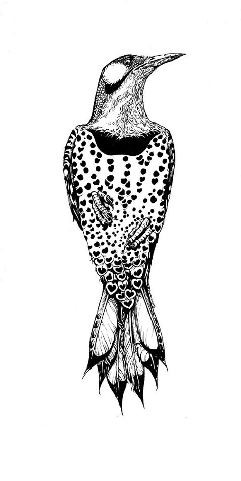 Northern Flicker Tattoo, Flicker Tattoo, Animal Tatoos, Flash Ideas, Northern Flicker, Bird Tattoo, Vintage Illustrations, Design Drawings, Birds Tattoo