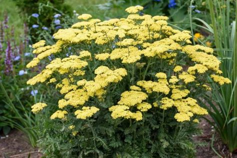 Zone 9 Plants, Yellow Yarrow, Rose Companion Plants, Yarrow Plant, Allium Flowers, Yarrow Flower, Achillea Millefolium, Zone 9, Companion Plants