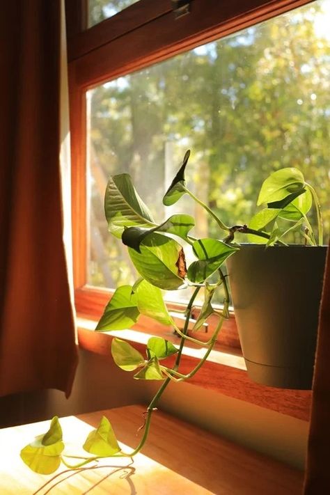 13 Common Pothos Growing Mistakes Everyone Must Avoid Pathos Plant, Pothos In Water, Scale Insects, Small Insects, Plant Problems, Pothos Plant, Root System, Top Soil, Different Seasons