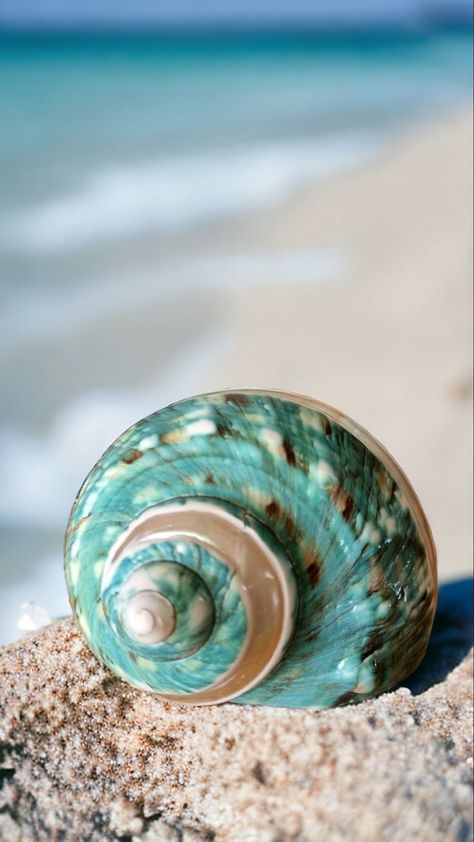 Jade Turbo Imperial Pearl Banded * Natural Large Green Blue Turquoise Pearlised Polished Shell * 100% Genuine Unique Seashell *  Responsibly sourced Bring a touch of natural beauty to your home with this stunning Jade Turbo Imperial Shell.  This shell is a natural, organic product that has been skillfully cut and polished to highlight its natural beauty such as texture, patterns, colours and swirls. The shell features a stunning turquoise blue-green colour that is calming and energizing. No two Sea Shells Photography, Seashell Photography, Turquoise Nature, Shell Photography, Colorful Seashells, Green Seashell, Seashells Photography, Ocean Shells, Big Shell