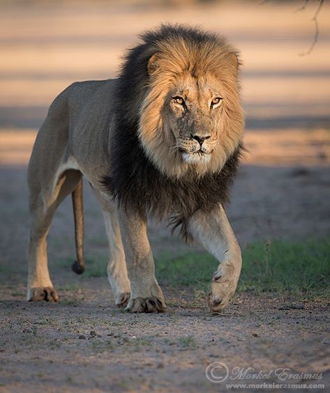 Always walk with the confidence of a male lion... 🦁 ______________ #lion #wildlifephotography #kalahari #kgalagadi… Lion Walking, Kalahari Desert, Lion Sketch, Lion Photography, Beautiful Lion, Lion And Lioness, Lion Love, Lion Painting, Black Lion