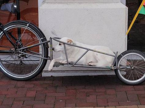 Dog On Bike Trailer At BC Photo Bike Trailers, Dog Trailer, Bike Travel, Bicycle Trailer, Bike Camping, Bike Bike, Specialized Bikes, Bike Trailer, Bicycle Maintenance