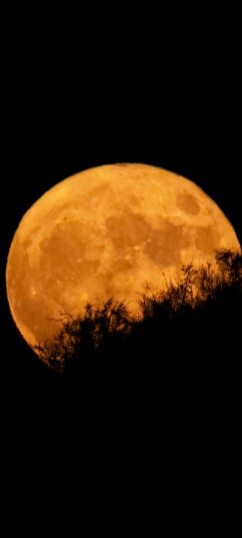 Harvest Moon Wallpaper, October Moon, Moon Wallpapers, Blog Aesthetic, Pumpkin Moon, Autumn Moon, Autumn Wallpaper, Halloween Moon, Moon Pictures