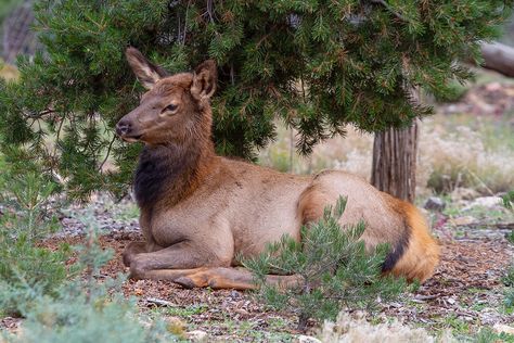 https://flic.kr/p/2ku7BWu | Resting Elk | Resting Elk Grand Canyon National Park Arizona Female Elk, Elk Art, Cow Elk, Elk Photo, Elk Photography, America Photography, Fine Art America Photography, Grand Canyon National Park, Wildlife Art