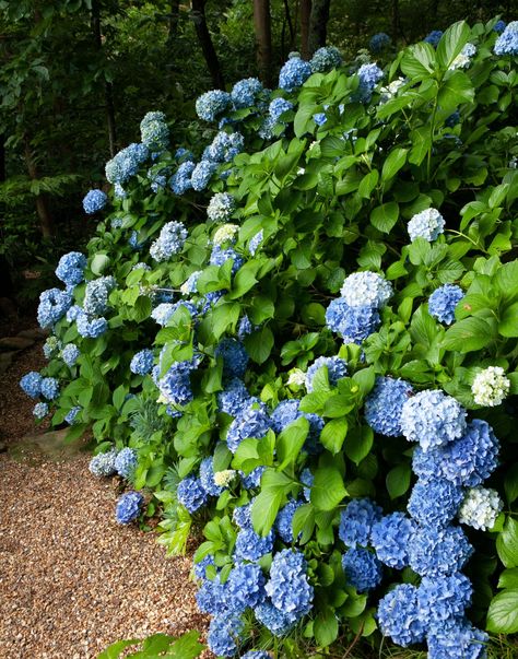 When To Plant Hydrangeas, Hortensia Garden, French Hydrangea, Hydrangea Tree, Hydrangea Landscaping, Big Leaf Hydrangea, Hydrangea Shrub, Hydrangea Varieties, Smooth Hydrangea