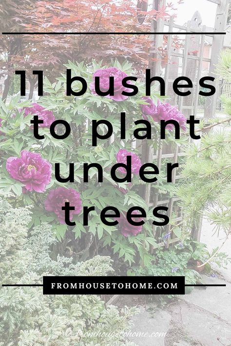 This list of shrubs is perfect for my shade garden. I wasn't sure how to fill in the garden bed and now I have a bunch of options. I really like the 4th one. #fromhousetohome #shadegarden #gardening #gardenideas #bushesundertrees Best Shrubs For Shade, Evergreens For Shade, Shady Gardens, Arizona Garden, Shade Loving Shrubs, Red Twig Dogwood, Outdoor Improvements, Plants Under Trees, Evergreen Bush