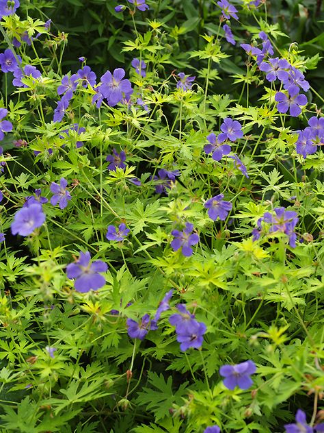 GERANIUM ‘BLUE SUNRISE’ Patio Border, Cotswold Garden, Plant Notebook, Blue Sunrise, Hardy Geranium, I Love Plants, Planting Design, Parts Of A Flower, Love Plants