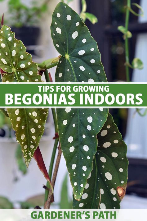 Have you long admired begonias but never had a garden or patio where they could grow? Why not consider growing a rex, wax, or cane begonia indoors instead? Our guide will steer you towards the best begonia types to grow as houseplants and share tips for keeping them healthy. #begonia #houseplant #gardenerspath Cane Begonia, How To Care For Begonias, Spotted Begonia Care, Begonia Boliviensis Care, Cane Begonia Varieties, Begonia Goegoensis, Vegetable Benefits, Lily Pond, House Plants Indoor