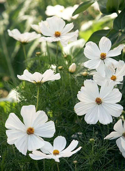 Cosmos Flower Growing Tips: Looking for a flower that’s easy to grow and looks great? Give cosmos a try — it flowers from late spring to frost and won’t disappoint. White Cosmos Flowers Aesthetic, Garden Cosmos Flower, Potted Cosmos, Cosmos Flowers Aesthetic, Cosmos Flowers Garden, White Cosmos Flowers, Cosmo Flowers, Cosmo Flower, White Wild Flowers