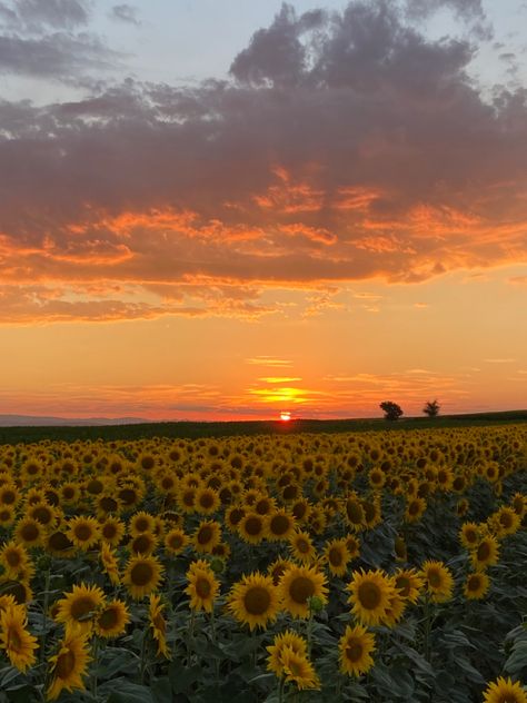 Sunset Sky Clouds, Jungle Aesthetic, Sunset Beautiful, Sunset Sunrise, Flowers Plants, Sunset Sky, Sky Clouds, Beautiful Sunset, Sunrise Sunset