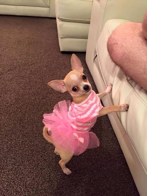 Chiwawa Puppies, Teacup Chihuahua Puppies, Chihuahua Clothes, Really Cute Puppies, Princess Dog, Pet Halloween Costumes, Very Cute Dogs, Cute Chihuahua, Chihuahua Love