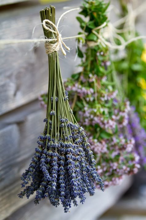 12 Ways to Use Lavender Around The Home & Garden Diy Keramik, Lavender Cottage, Magia Das Ervas, Growing Lavender, Lovely Lavender, Green Witch, Lavender Blue, Lavender Fields, Lavender Flowers