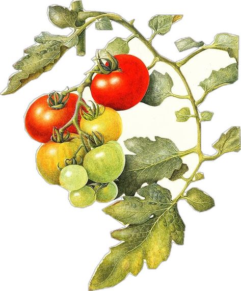 Vintage Tomato Illustration, Cherry Tomato Illustration, Tomato Drawings, Tomato Plant Drawing, Tomato Sketch, Tomatoes Drawing, Tomatoes Illustration, Tomato Watercolor, Herb Drawings