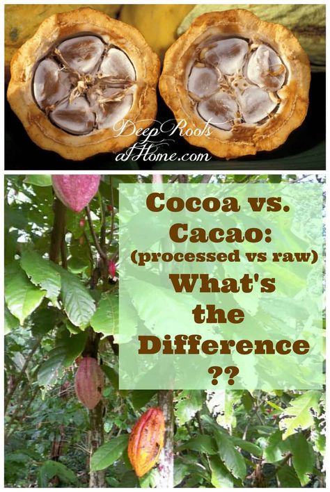 Cocoa vs Cacao: Is there a Difference & What Are the Health Benefits? The two words look similar but they are not the same thing. #healthy #health #food #foods #chocolate #desserts #ideas #tips #dessertfoodrecipes #candy #snacks #nutrition #darkchocolate #sugarfree #benefits #cocoa #cacao #powder #raw #nutrients #nib #tree #taste #unique #process via @deeprootsathome Cocoa Vs Cacao, Keto Baking, Desserts Ideas, Candy Snacks, Breakfast Sweets, Food Info, Grain Foods, Cacao Powder, Diy Health