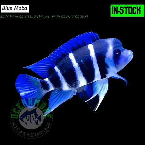 Cyphotilapia Frontosa Blue Moba FRESHWATER IN STOCK Are looking to spice up your tanks with some colorful and vibrant freshwater fish? We have some in stock... Talk to us: sales@oceanmoreaquariums.com WhatsApp:+254706517035 Freshwater Fish, Spice Up, Spice Things Up, Fresh Water, Fish, Blue, Color