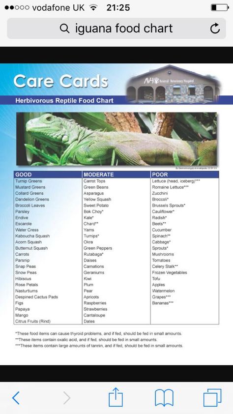 Iguana Care, Iguana Food, Iguana Cage, Iguana Pet, Lizard Food, Broccoli Leaves, Green Iguana, Food Chart, Reptile Food