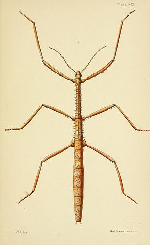 1892 - An elementary manual of New Zealand entomology - by G V Hudson Stick Bug, Stick Insect, Insect Tattoo, Bug Tattoo, Sibling Tattoos, Sims House Design, Insect Art, High School Art, Flora And Fauna