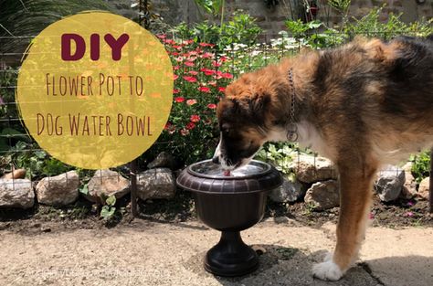 Dog Wipes, Diy Flower Pot, Dog Water Bowl, Dog Water Bowls, Diy Flower Pots, Dog Information, Garden Ornament, Diy Dog, Water Bowl