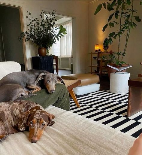 Luxury Pet Room, Barkitecture Ideas, Apartment With Dog, Large Apartment, Best Rugs, Pet Room, Fall Living Room, Animal Room, Aesthetic Moodboard