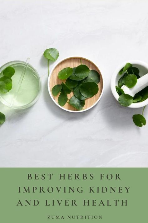 The functioning of our liver and kidneys is critical to our overall health. These herbs aid in liver and kidney detoxification, allowing your body to function at its best. 🌿 Herbs That Cleanse The Liver, Liver Herbs Natural Remedies, Herbs For Kidney Repair, Herbs For Kidney Health, Kidney Detoxification, Heal Kidneys, Kidney Support, Liver Supplements, Lung Detox