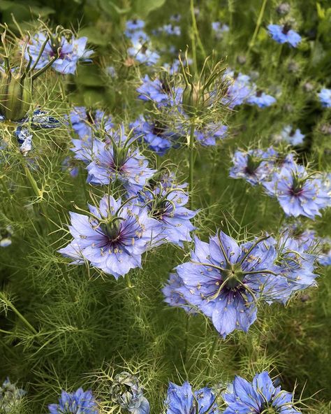 Love In A Mist Flower, Mist Flower, Love In A Mist, The Barn, Kingston, Blue Flowers, Old Fashioned, Mist, Dandelion