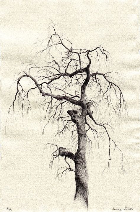 Dina Brodsky, Tree Drawing Simple, Landscape Pencil Drawings, Bristlecone Pine, Pencil Drawings For Beginners, Tree Drawings Pencil, A Level Art Sketchbook, Tree Sketches, Bare Tree