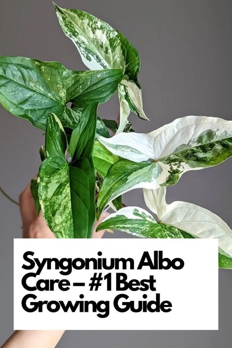 Delve into the world of Syngonium Albo care and learn the essential steps for successful growth. Discover the ideal light conditions to bring out its striking variegation and vibrant leaves. Explore the art of watering to keep your Syngonium Albo healthy and prevent common watering mistakes. Find out the best potting mix and fertilization practices for lush foliage. IG Photo by: gennasplant Syngonium Albo, Arrowhead Plant, Inside Plants, Liquid Fertilizer, Easy Plants, Yellow Leaves, Natural Sunlight, Plant Mom, Plant Lady