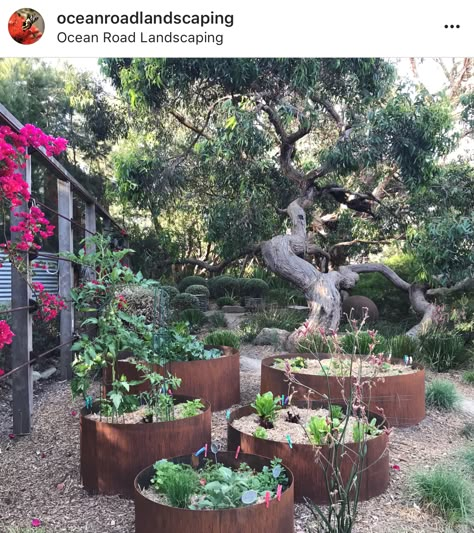 Corten Vegetable Garden, Round Vegetable Garden Design, Round Raised Garden Beds, Round Garden Bed Ideas, Round Vegetable Garden, Raised Herb Garden, Backyard Raised Garden, Native Plant Landscape, Australian Garden Design