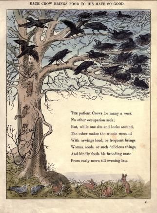 Crow Facts, Crown Inspiration, Blackbird Singing, Caw Caw, Crow Books, Counting Crows, Quoth The Raven, Behind Blue Eyes, Crow Bird