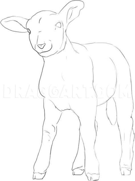 Pictures Of Lambs, How To Draw A Goat, How To Draw A Sheep, Farm Animal Drawings, How To Draw Sheep, Lamb Sketch, Draw Sheep, Drawing Sheep, Sheep Sketch