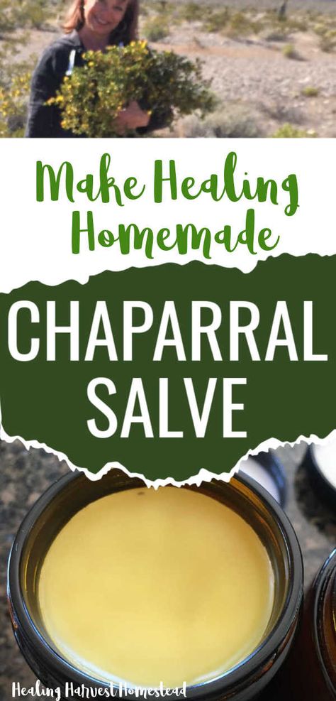 How to MAKE CHAPARRAL SALVE---And Why Everyone Needs It in Their Home! — All Posts Healing Harvest Homestead Homemade Healing Salve, Healing Salve Recipe, Homemade Salve, Antibiotic Ointment, Healing Salve, Salve Recipes, Home Remedies For Skin, Herbal Salves, Healing Salves