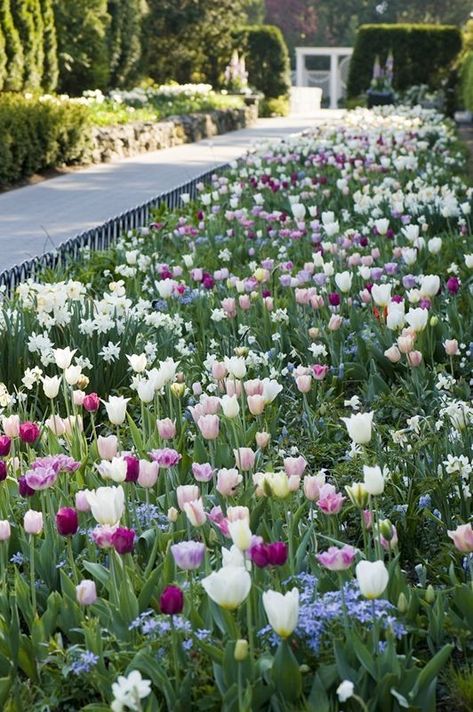 Tulips Garden Design, Backyard Flowers, Flower Garden Design, Tulips Garden, Garden Bulbs, Planting Bulbs, Garden Cottage, Spring Garden, Front Garden