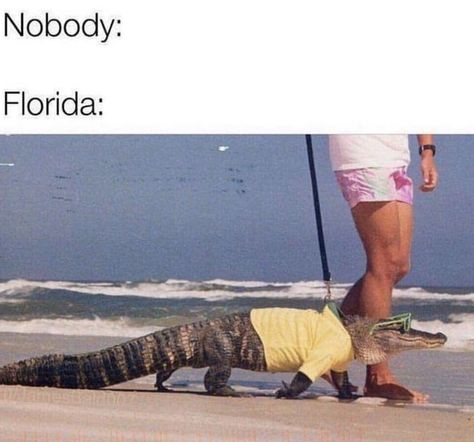 Florida Funny, Cute Reptiles, Memes Br, Animal Memes, Popular Memes, Funny Cute, Funny Photos, Dankest Memes, Funny Images