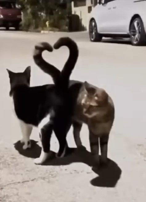 Cats With Heart Tail, Lovecore Cat, Cats Making A Heart, Cats With Heart, Cat With Heart, Cat Tail, Love And Co, My Cat, A Heart