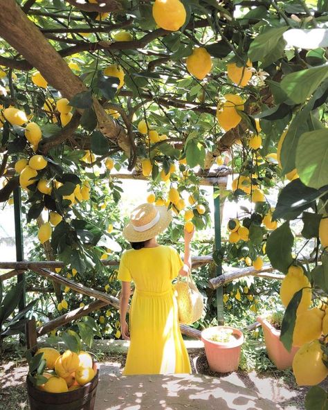 amalfi coast travel guide - lemon grove farm tour in yellow maxi dress Lemon Farm, Amalfi Coast Travel Guide, Amalfi Coast Travel, Lemon Grove, Farm Tour, Yellow Maxi, Flowers Wallpaper, Lemon Tree, Mellow Yellow