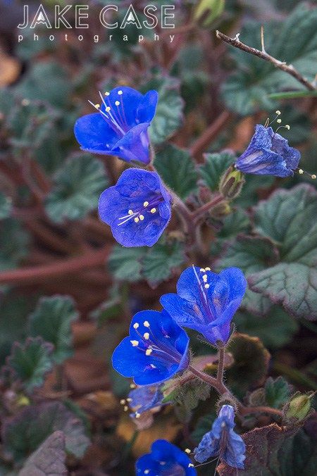 scorpionweed blue phacelia wild heliotrope Arizona Wildflowers, Desert Wildflowers, Flower Tat, Cactus Blossoms, Desert Flowers, Desert Garden, Sonoran Desert, Airbrush Art, Plant Combinations