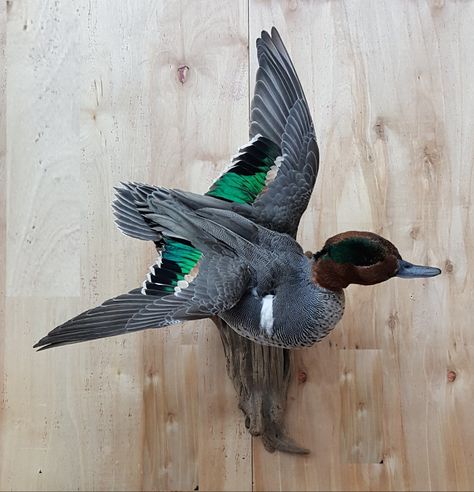 Teal Duck Mounts, Green Wing Teal, Duck Mounts, Waterfowl Taxidermy, Duck Mount, Duck Stuff, Animal Mounts, Teal Duck, Bird Taxidermy