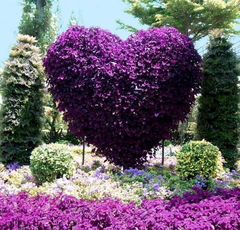 25' vertical purple heart - landscaping ideas - adding spectacular centerpieces to your backyard. Heart In Nature, Topiary Garden, Backyard Garden Design, Purple Love, Garden Designs, All Things Purple, Purple Heart, Backyard Design, Vertical Garden