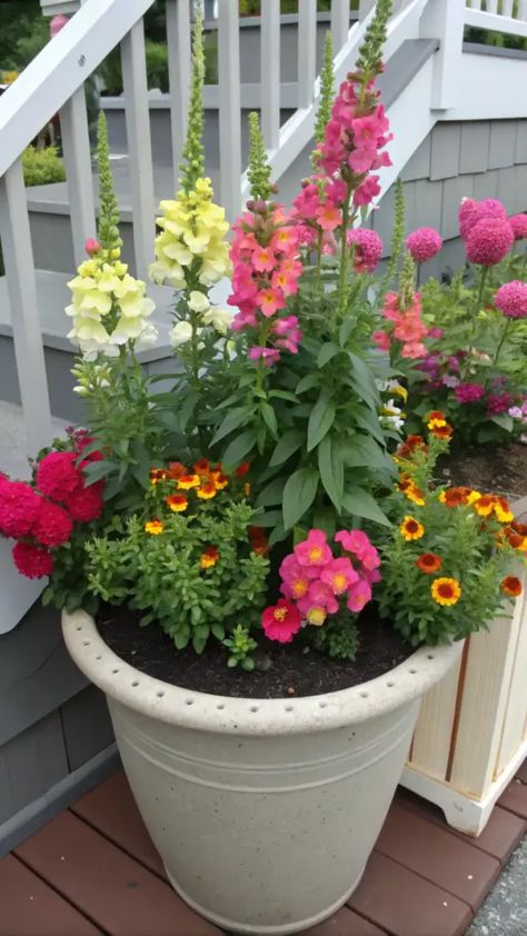 10 Easy Zinnia and Snapdragon Garden Ideas Anyone Can Create Tall Planter Flower Ideas, Full Sun Porch Planter Ideas, Snapdragon Container Ideas, Snapdragon Planter Ideas, Snapdragons In Containers, Snapdragon Companion Plants, Zinnia In Pots, Outside Flower Pot Ideas, Summer Flower Pot Ideas